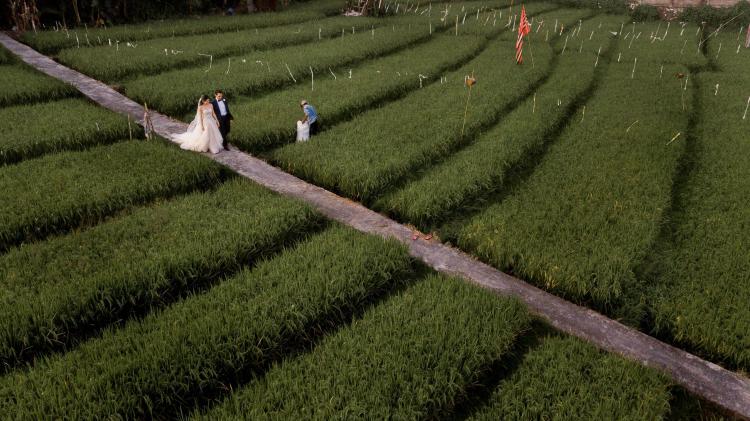 Wedding Couples Walks in Paddy Field